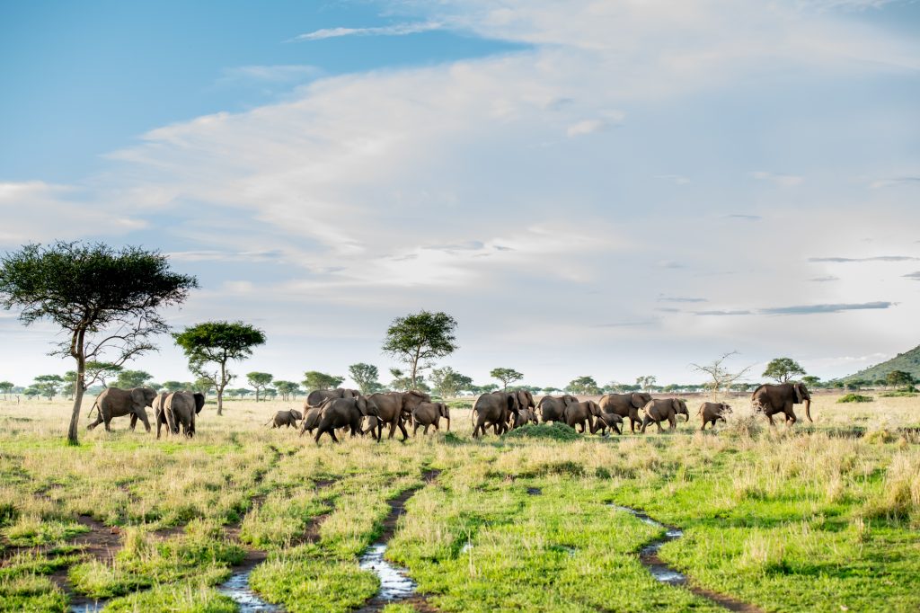 Olifanten gepsot op een game drive tijdens een luxe reis in Tanzania