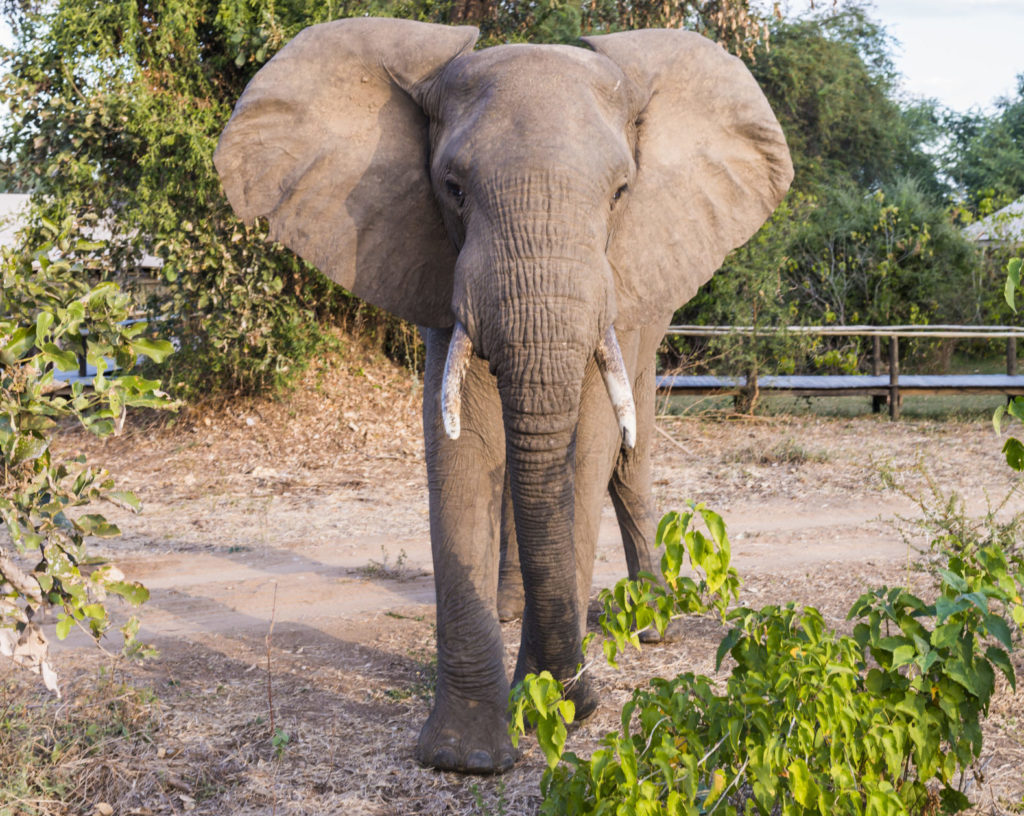 olifant zambia