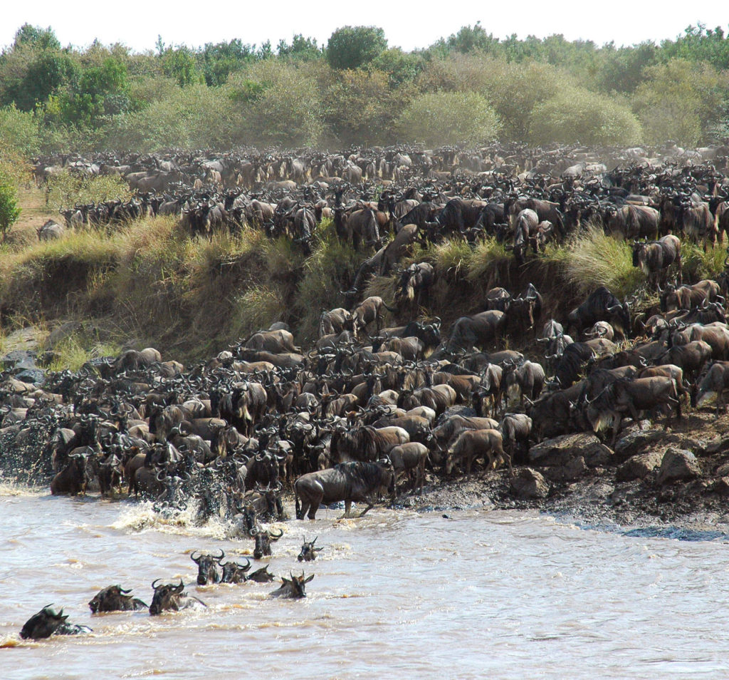 Serengeti Rivier Oversteek