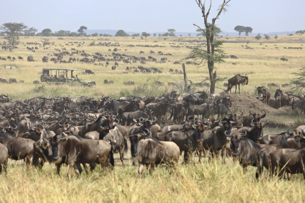 Serengeti Grote Migratie