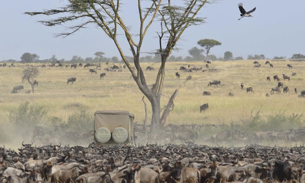 Serengeti Game Drive Migratie