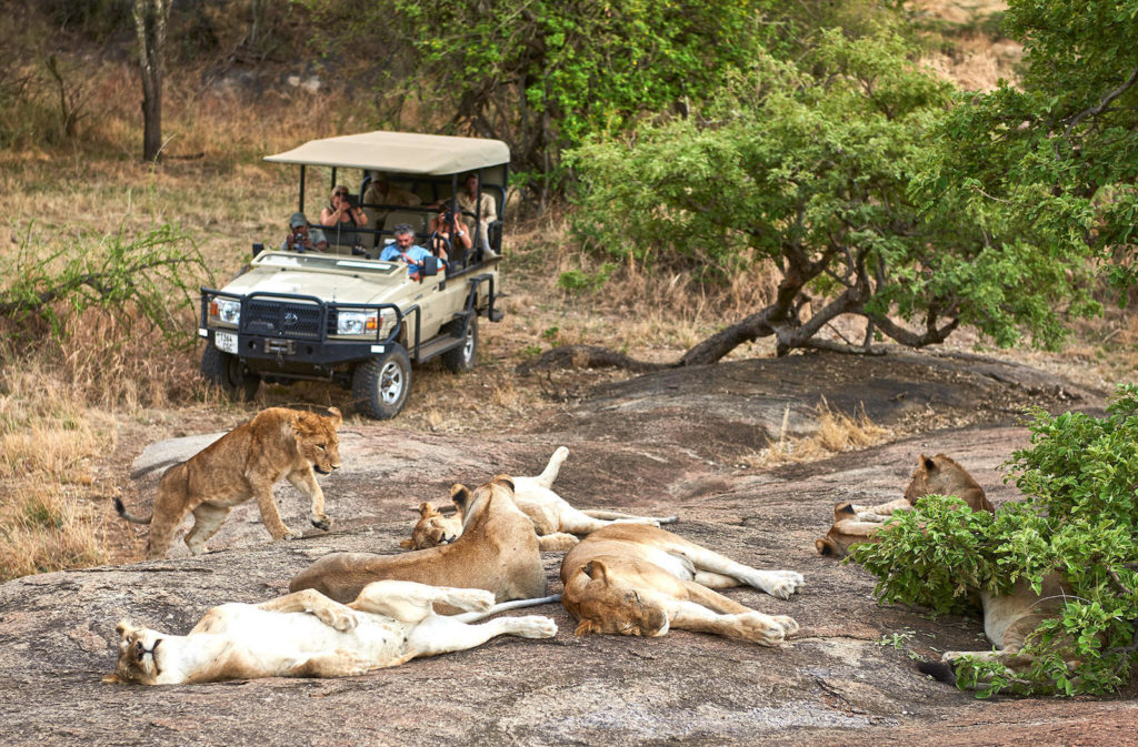 Serengeti Slapende Leeuwen Game Drive