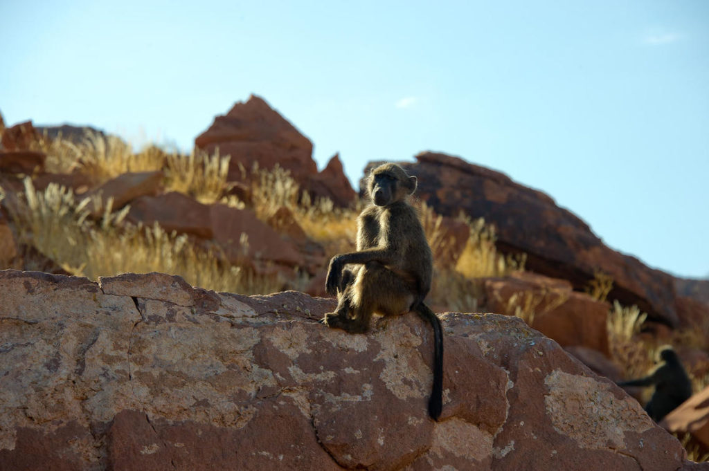 damaraland-tywfelfontein-aapje