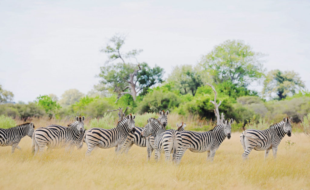 Okavango Delta Zebra