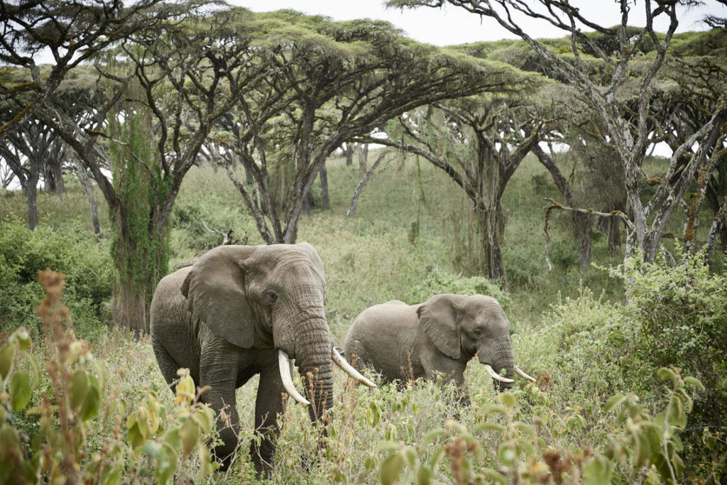 Ngorongoro Olifanten
