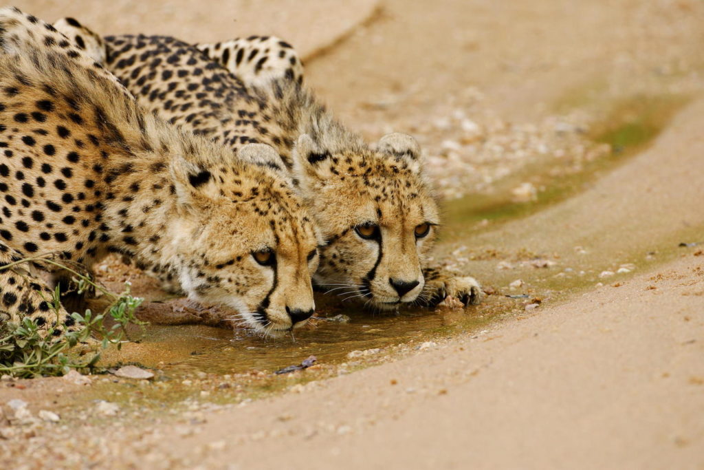 Thornybush Game Reserve Krugerpark Cheeta