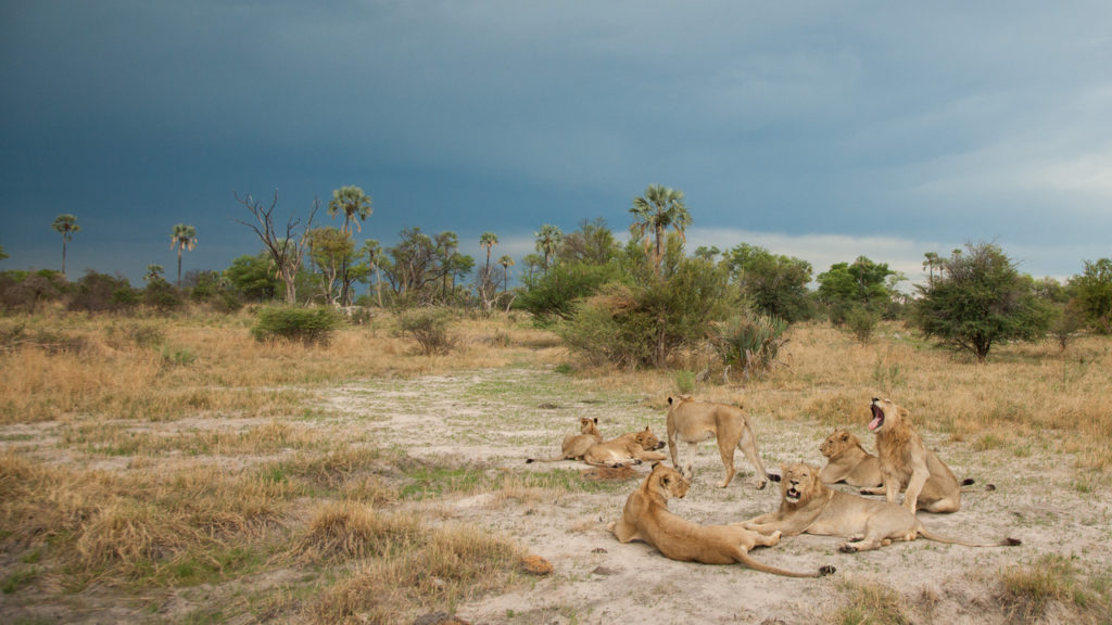 Okavango Delta Leeuwen
