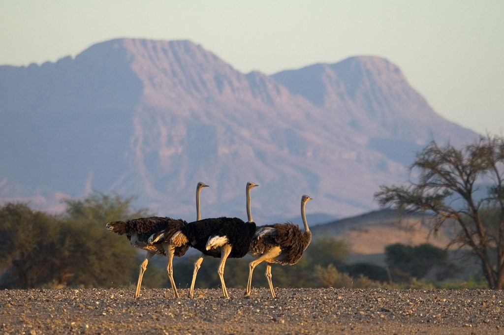 damaraland-struisvogels