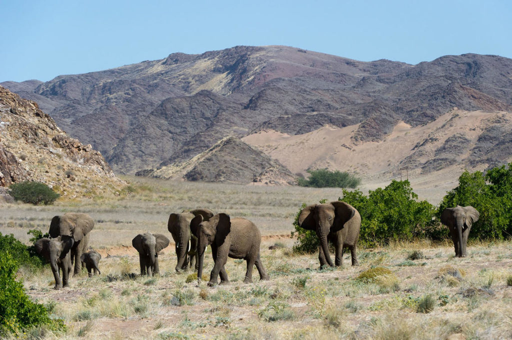 damaraland-tywfelfontein-olifanten