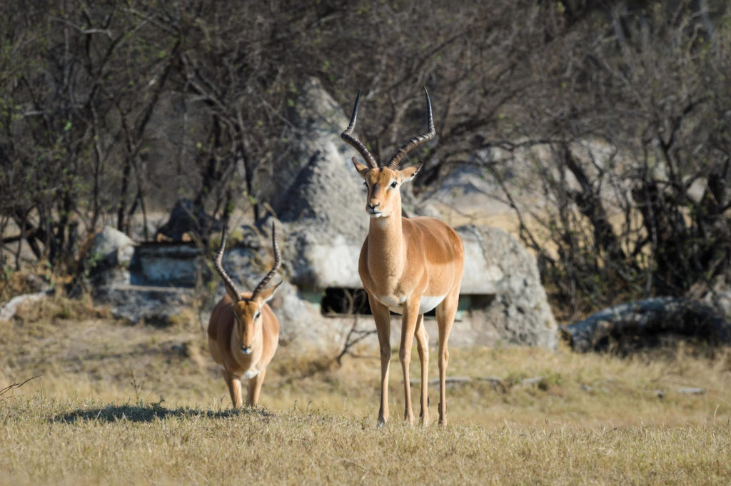 Hwange National Park Impala Hide