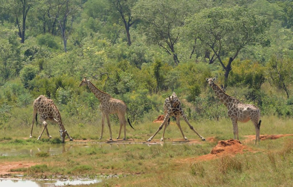 Hwange National Park Giraffe