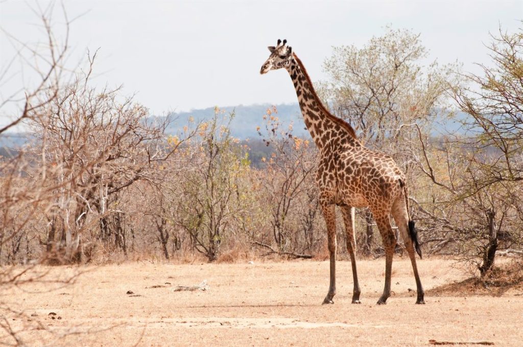 Nyerere National Park Giraffen