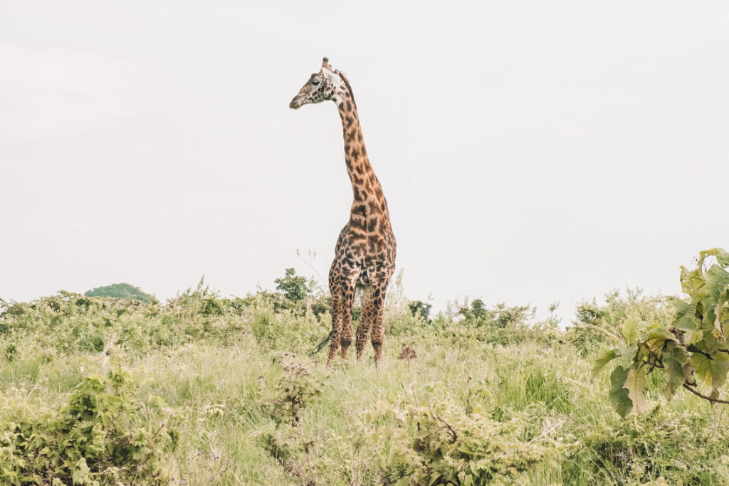 Ngorongoro giraffe