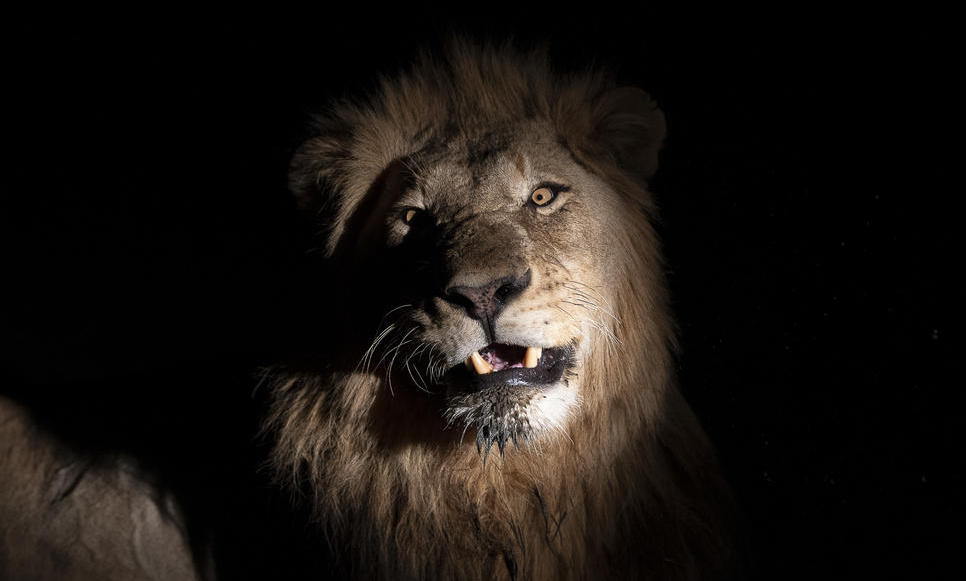 Sabi Sand Krugerpark Leeuw