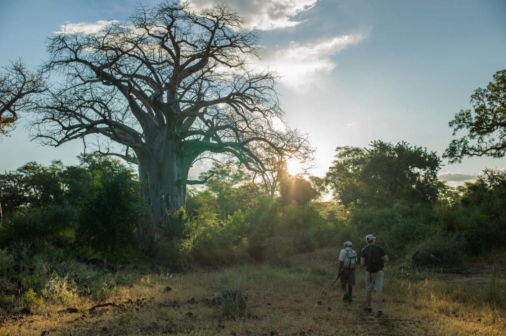 Makuleke Concessie Baobab
