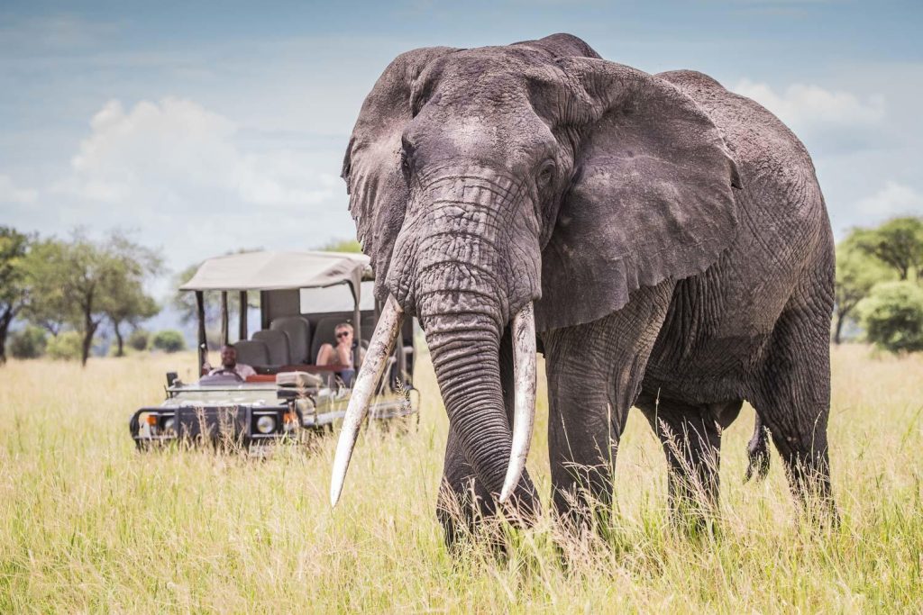 Spot olifanten tijdens uw game drives tijdens uw luxe reis door Tanzania