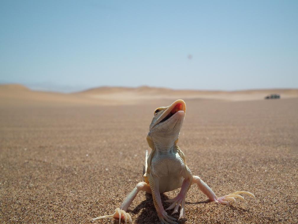 Swakopmund-reptiel-woestijn