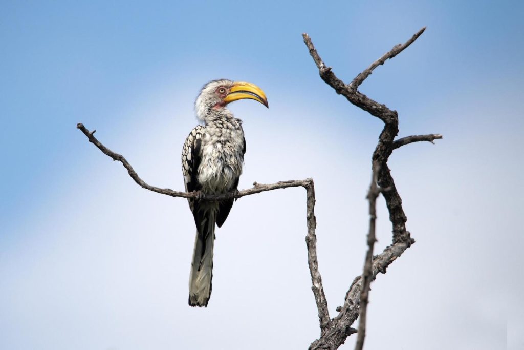 Timbavati Game Reserve Krugerpark Birdlife