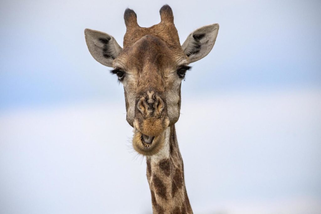 Timbavati Game Reserve Krugerpark Giraffe
