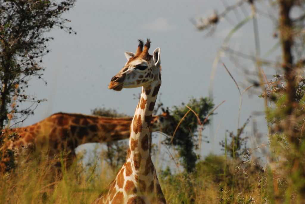 murchison-falls-giraffe