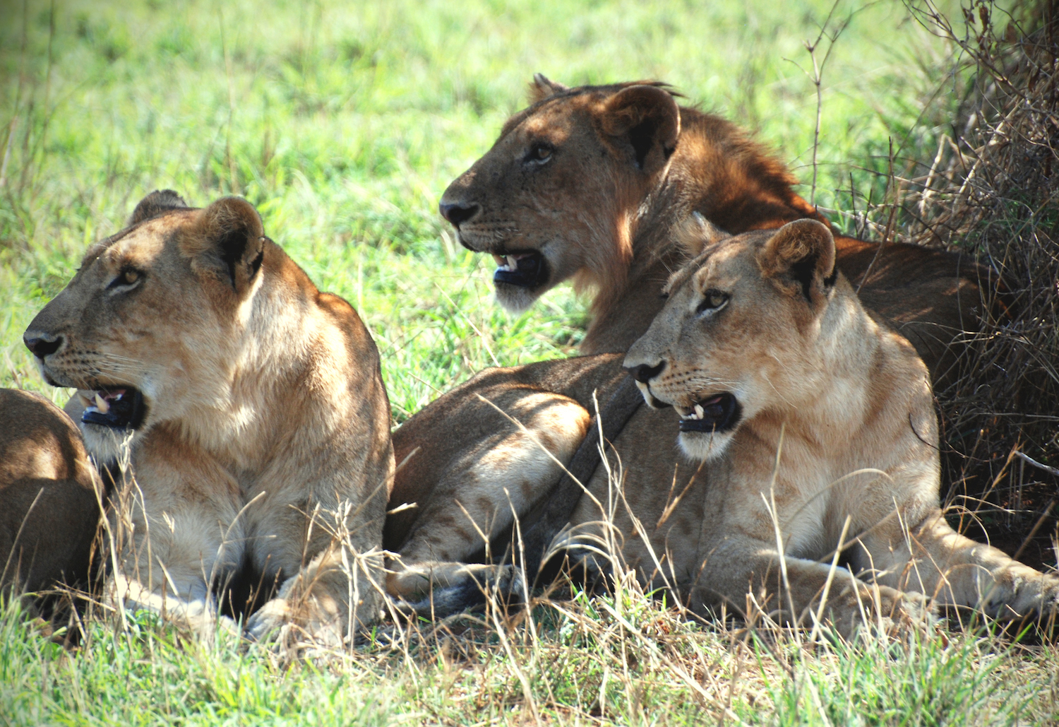 murchison-falls-leeuwen