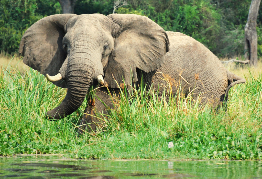 murchison-falls-olifanten