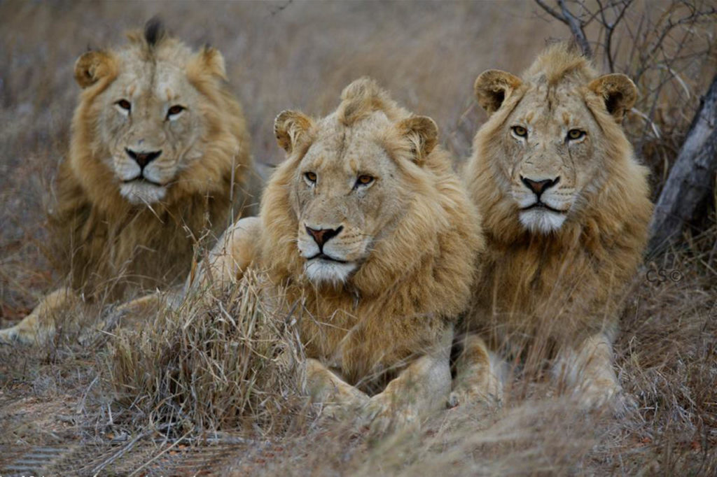 Kruger National Park Big 5 Leeuw