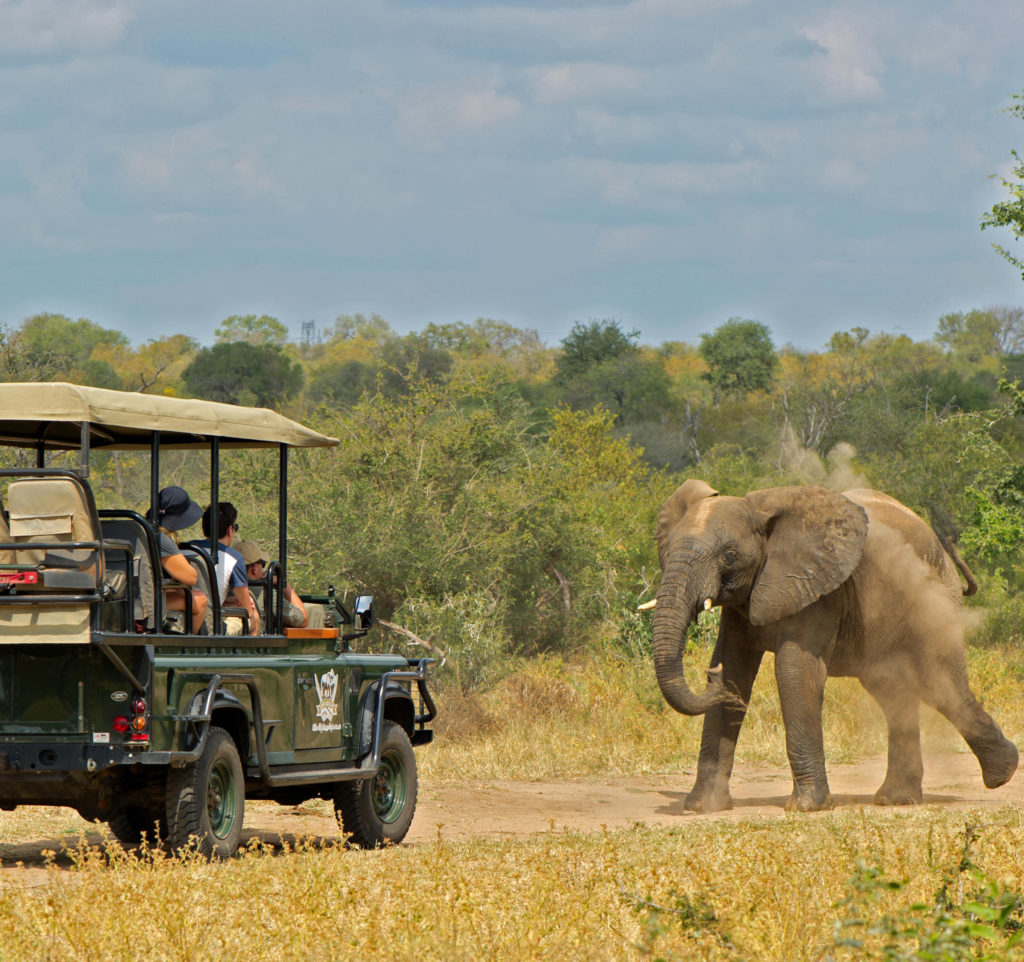 Kruger National Park Game Drive