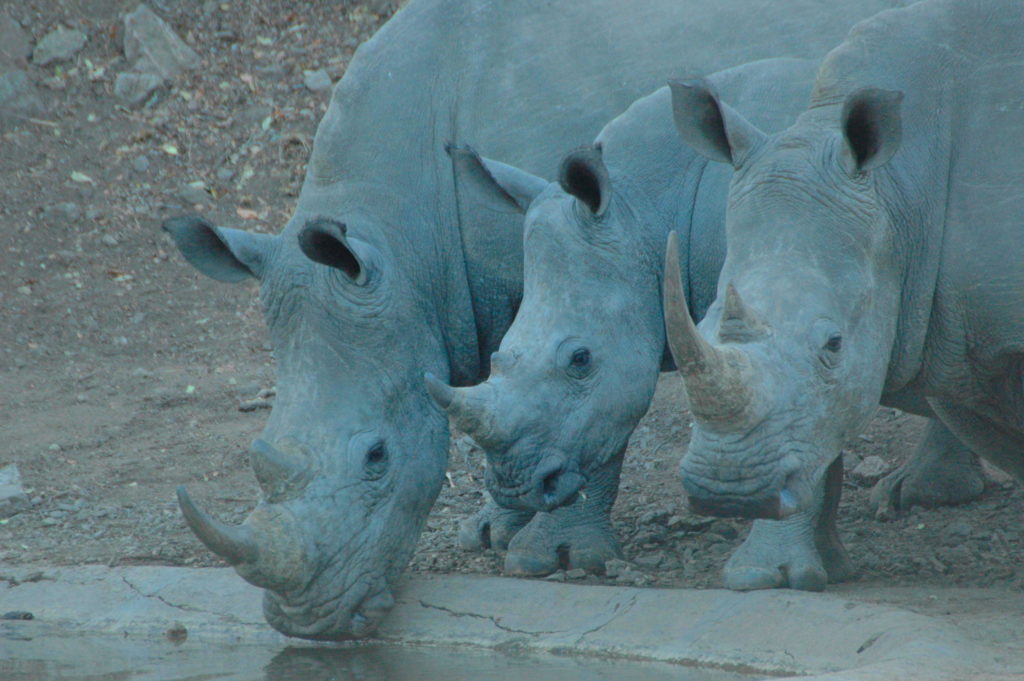 Kruger National Park Big 5 Neushoorn