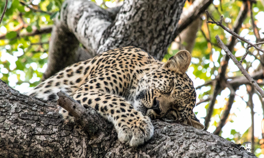 Kruger National Park Luipaard Boom