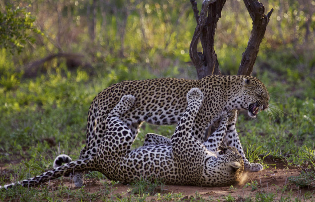 Kruger National Park Luipaarden