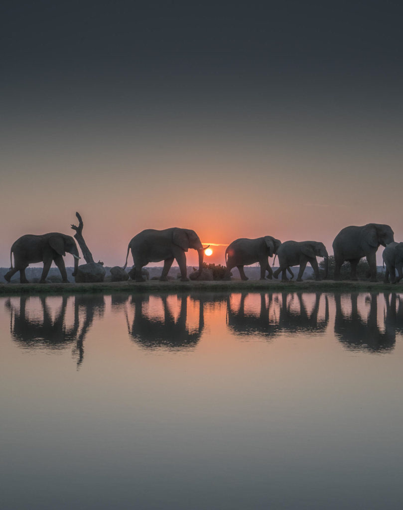 Kruger National Park Olifanten