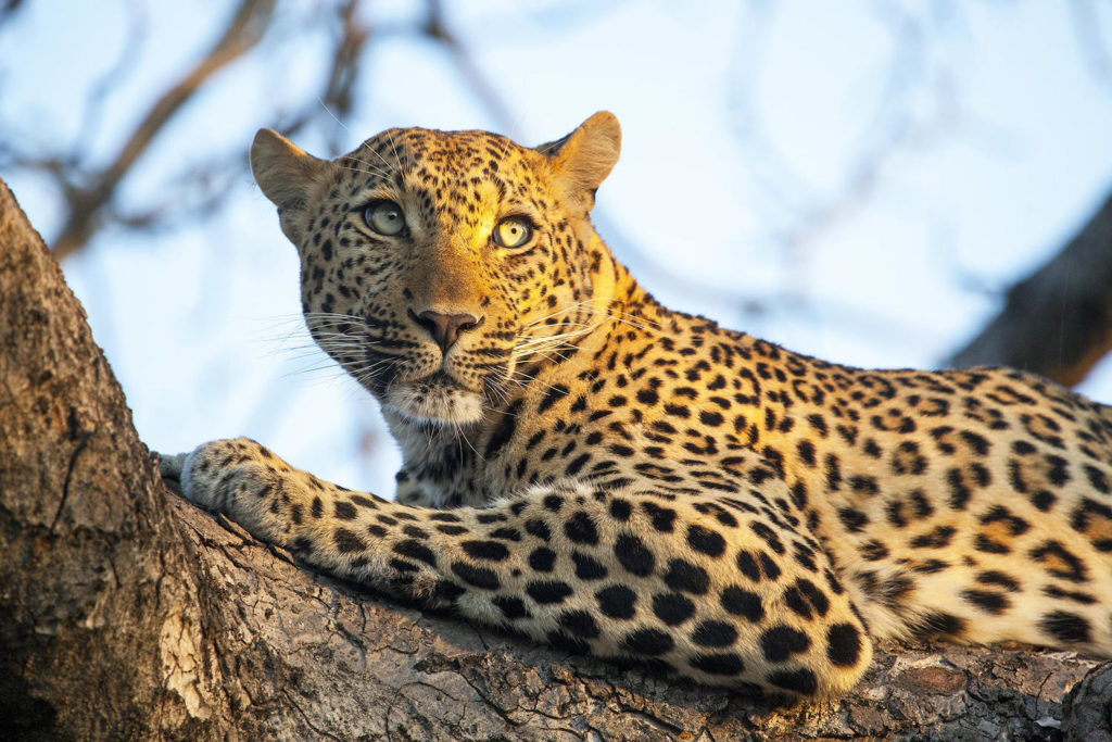 Kruger National Park Big 5 Luipaard