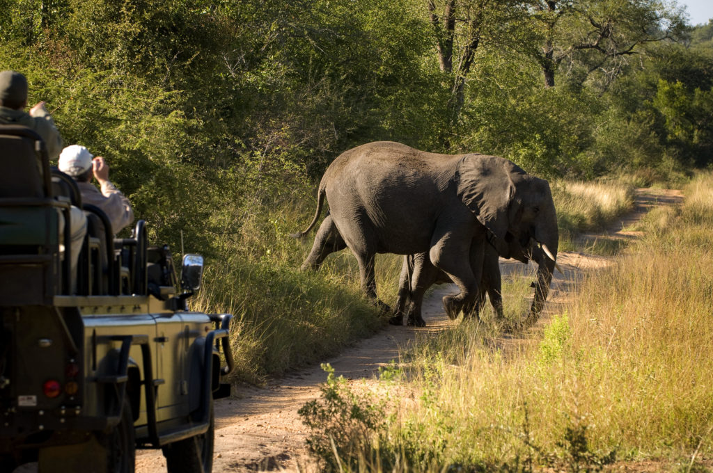 olifant safari game drive