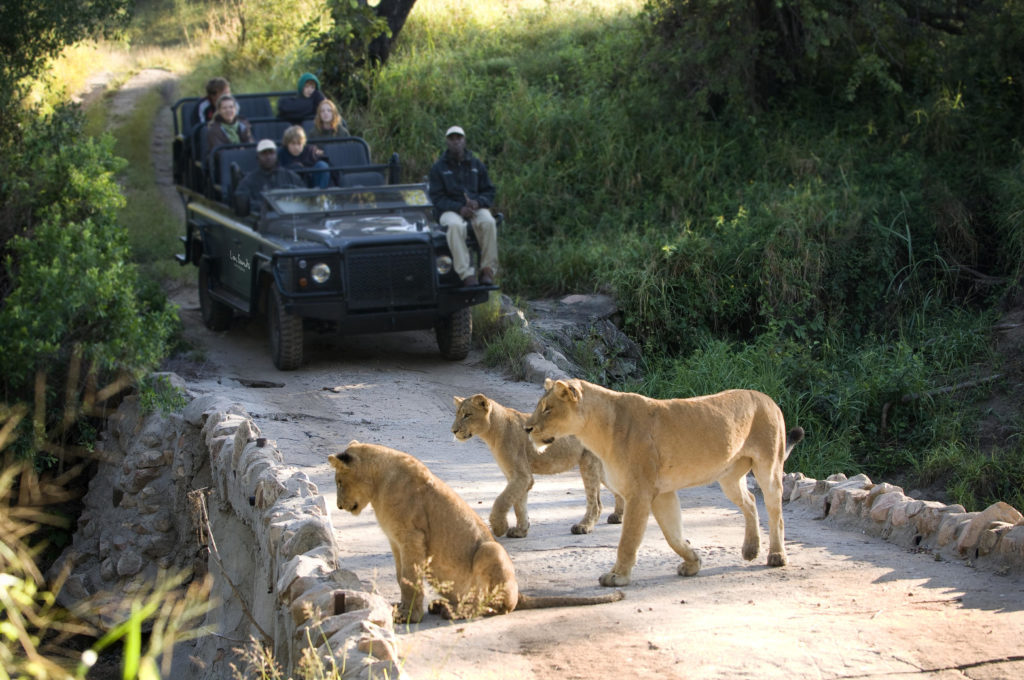 leeuwen safari game drive